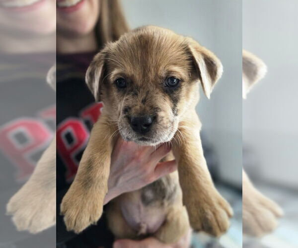 Medium Photo #1 Australian Shepherd-Catahoula Leopard Dog Mix Puppy For Sale in Aurora, IN, USA