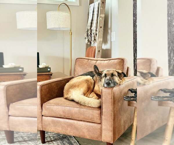 Medium Photo #2 German Shepherd Dog-Unknown Mix Puppy For Sale in Plymouth, MN, USA