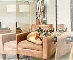 Small #1 German Shepherd Dog Mix