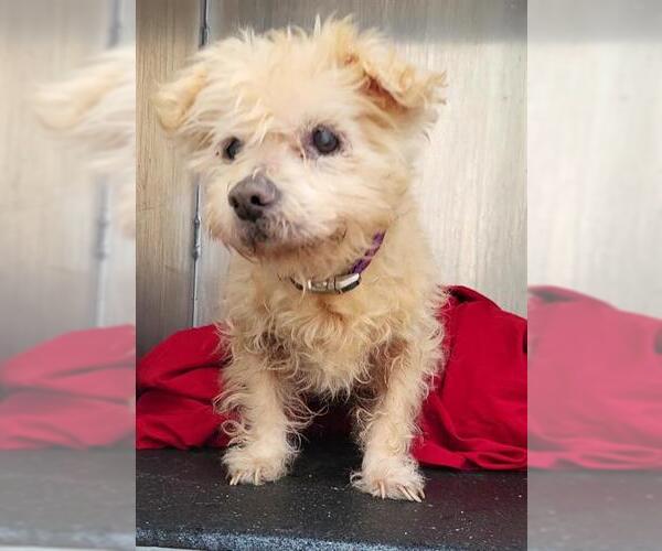 Medium Photo #1 Poodle (Miniature)-Unknown Mix Puppy For Sale in San Antonio, TX, USA