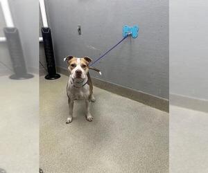 Mutt Dogs for adoption in Las Vegas, NV, USA