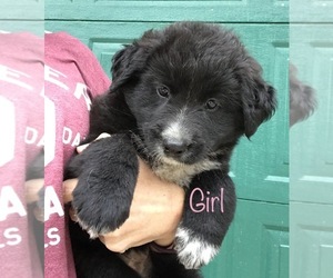 Border Collie-English Shepherd Mix Dogs for adoption in RICHMOND, MI, USA