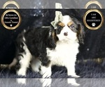 Small Photo #60 Cavalier King Charles Spaniel Puppy For Sale in WARSAW, IN, USA