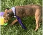 Small #7 Labrador Retriever Mix