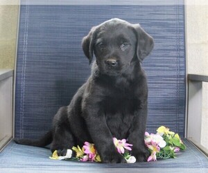 Golden Labrador Puppy for sale in FREDERICKSBURG, OH, USA