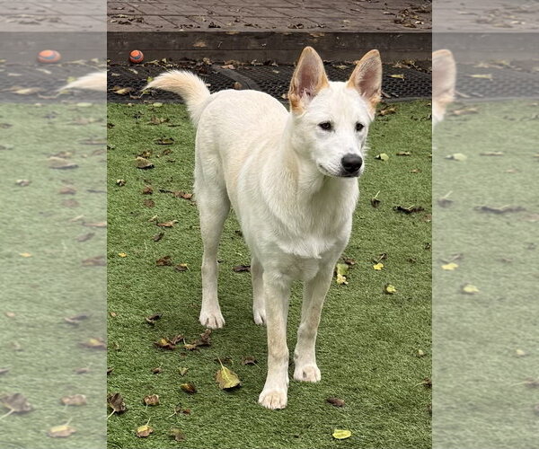 Medium Photo #3 Unknown-white german shepherd Mix Puppy For Sale in Hoffman Estates, IL, USA