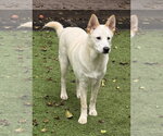 Small Photo #3 Unknown-white german shepherd Mix Puppy For Sale in Hoffman Estates, IL, USA