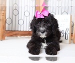 Small Photo #2 Sheepadoodle Puppy For Sale in NAPLES, FL, USA