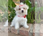 Small Photo #4 Mal-Shi Puppy For Sale in LOS ANGELES, CA, USA