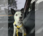 Small #4 Chihuahua Mix