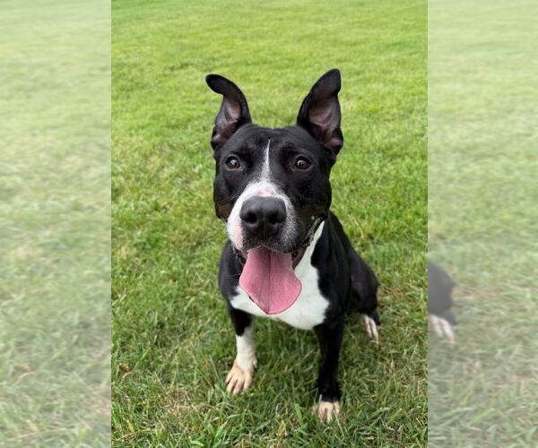 Medium Photo #2 Staffordshire Bull Terrier-Unknown Mix Puppy For Sale in La Porte, IN, USA