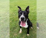 Small #1 Staffordshire Bull Terrier Mix