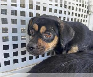 Chug Dogs for adoption in Riverside, CA, USA