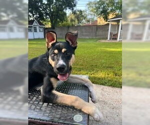 American Staffordshire Terrier-Unknown Mix Dogs for adoption in Lakewood, CO, USA