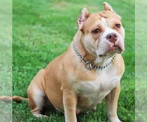 Mother of the American Bully puppies born on 05/12/2020