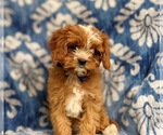 Small #3 Cavapoo