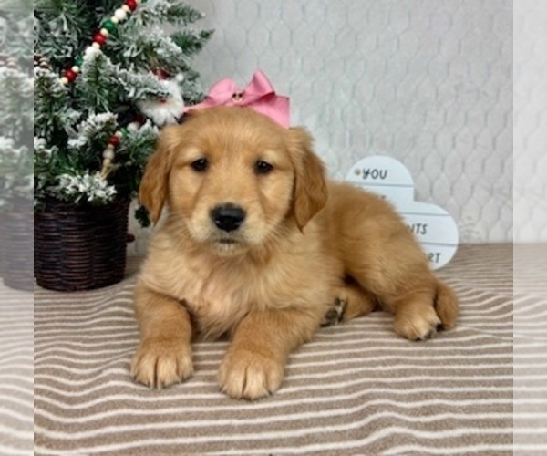Medium Photo #3 Golden Retriever Puppy For Sale in GREENFIELD, IN, USA