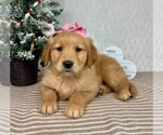Small #2 Golden Retriever