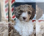Small Photo #15 F2 Aussiedoodle Puppy For Sale in CHAPEL HILL, NC, USA