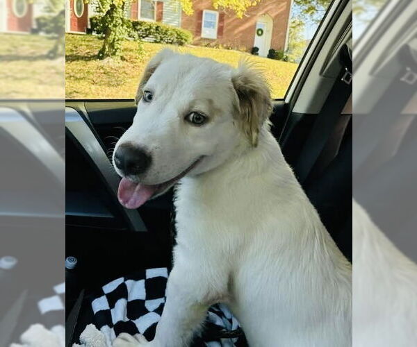 Medium Photo #3 Great Pyrenees-Unknown Mix Puppy For Sale in Germantown, OH, USA