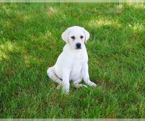 Medium Photo #4 Labrador Retriever Puppy For Sale in SYRACUSE, IN, USA