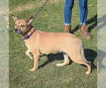 Small #1 American Staffordshire Terrier-Chinese Shar-Pei Mix