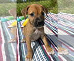 Small Labrador Retriever Mix