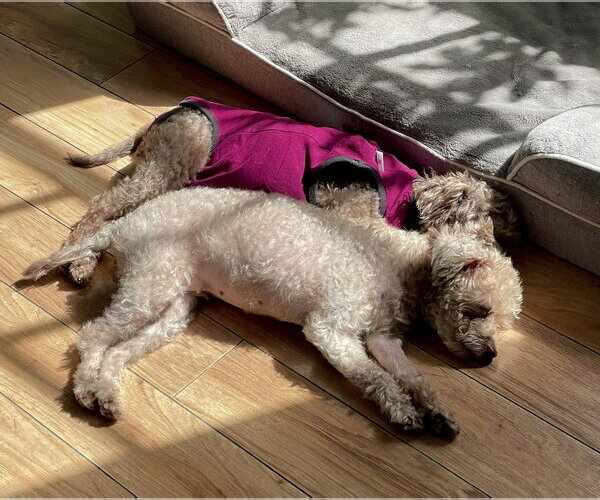 Medium Photo #3 Poodle (Miniature) Puppy For Sale in Valrico, FL, USA