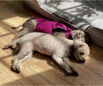 Small Photo #3 Poodle (Miniature) Puppy For Sale in Valrico, FL, USA