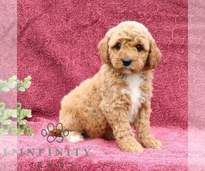 Goldendoodle (Miniature) Puppy for sale in EPHRATA, PA, USA