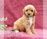 Small Goldendoodle (Miniature)