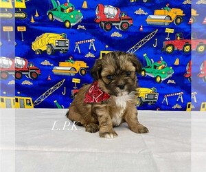 ShihPoo Puppy for sale in WINNSBORO, LA, USA