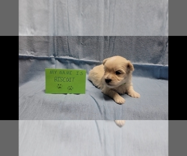 Medium Photo #1 Maltipoo Puppy For Sale in BROOKFIELD, MO, USA