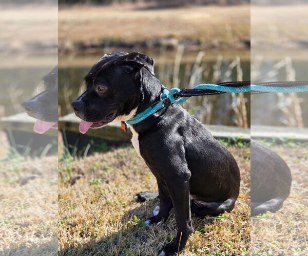 Medium Photo #2 Mutt Puppy For Sale in Myrtle Beach, SC, USA