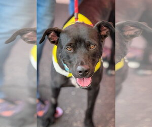 Marilynn - Female Labrador Retriever-Unknown Mix Dog for Adoption - Photo #12