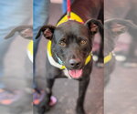 Small Photo #12 Labrador Retriever-Unknown Mix Puppy For Sale in San Diego, CA, USA
