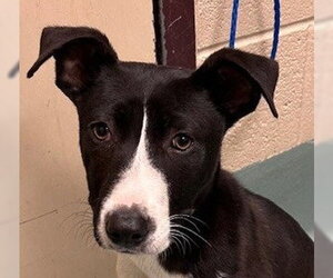 Mutt Dogs for adoption in Canton, CT, USA