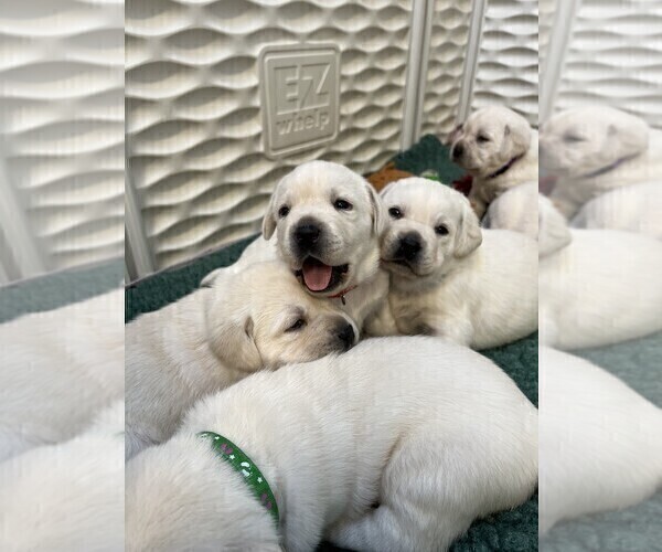 Medium Photo #27 Labrador Retriever Puppy For Sale in GLENDALE, CA, USA