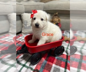 German Shepherd Dog Puppy for sale in ALACHUA, FL, USA
