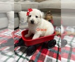 Image preview for Ad Listing. Nickname: Litter of 5