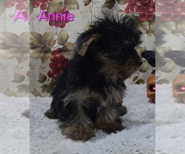Medium Photo #2 Yorkshire Terrier Puppy For Sale in AZLE, TX, USA