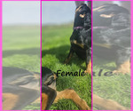 Small Photo #6 Rottweiler Puppy For Sale in WAVELAND, IN, USA