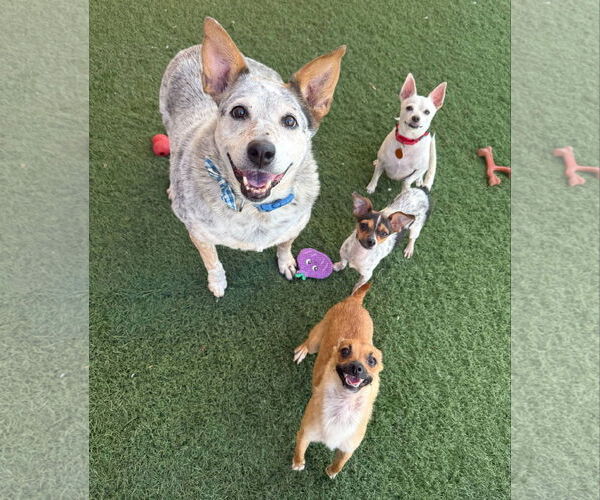 Medium Photo #9 Mutt Puppy For Sale in phoenix, AZ, USA