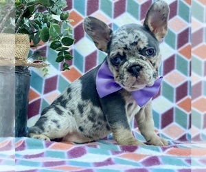 French Bulldog Puppy for sale in LANCASTER, PA, USA