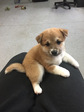 Medium Photo #1 Shiba Inu Puppy For Sale in INVER GROVE HEIGHTS, MN, USA
