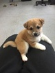 Small Photo #1 Shiba Inu Puppy For Sale in INVER GROVE HEIGHTS, MN, USA
