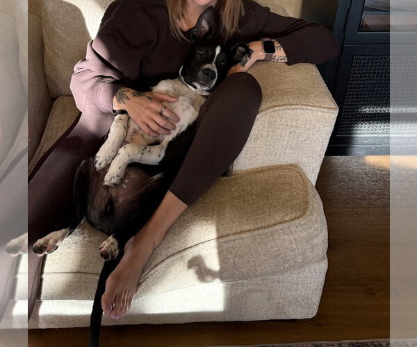 Medium Photo #7 Mutt Puppy For Sale in Evansville, IN, USA