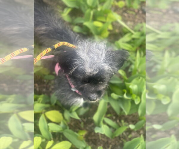 Medium Photo #8 Shih Tzu-Unknown Mix Puppy For Sale in Mount Laurel, NJ, USA
