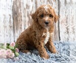 Small #4 Goldendoodle (Miniature)