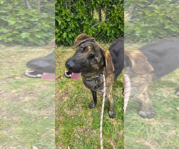 Medium Photo #2 Holland Shepherd-Labrador Retriever Mix Puppy For Sale in Newport Beach, CA, USA